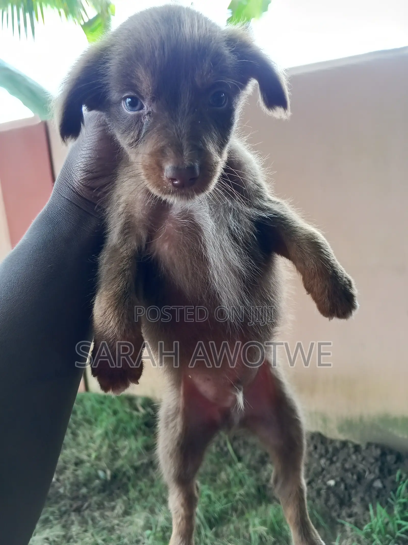 1-3 months Female Purebred Mongrel (No Breed)