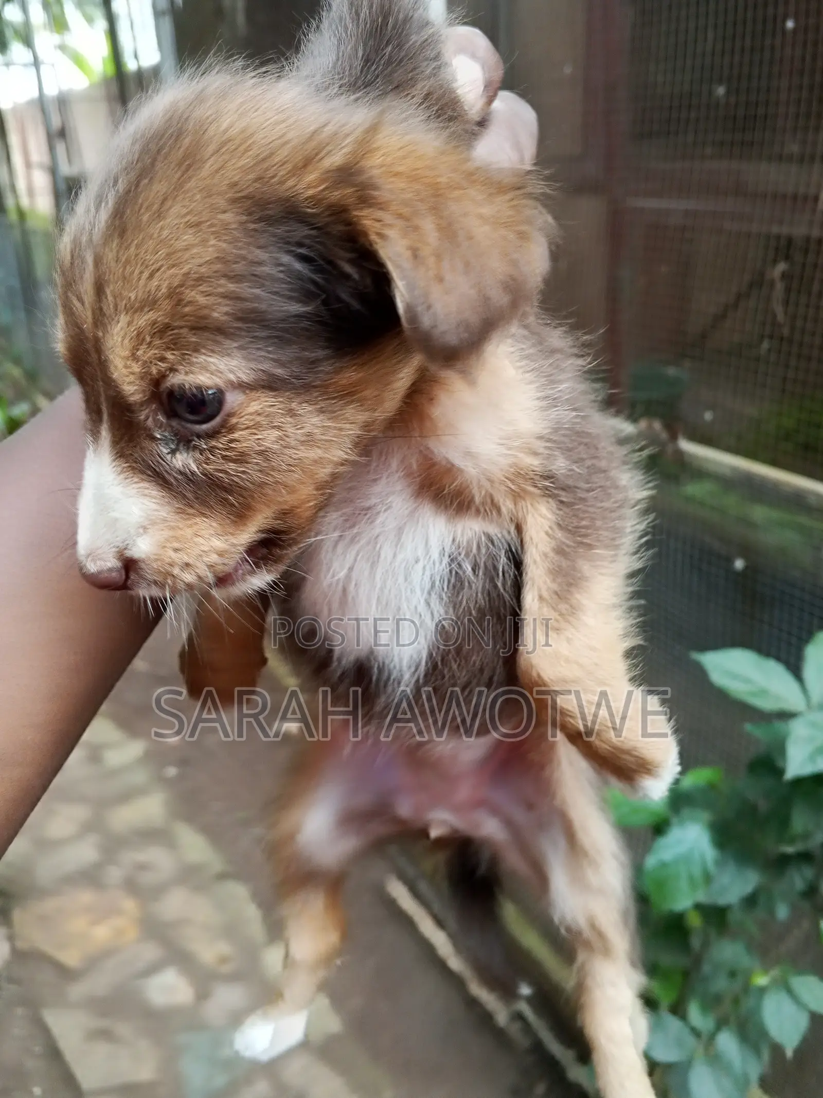 1-3 months Female Purebred Mongrel (No Breed)