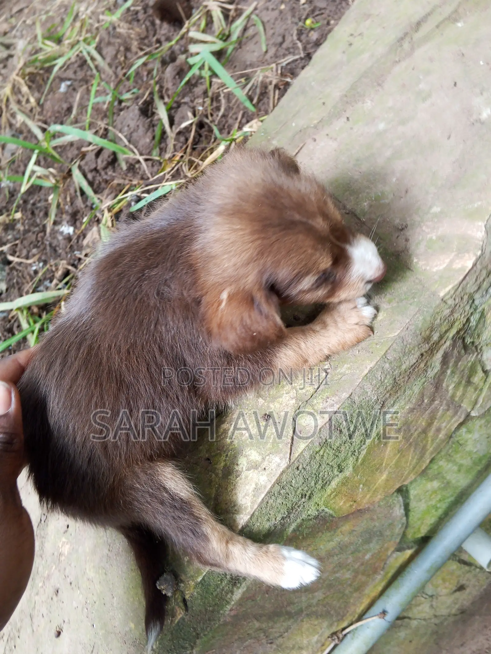 1-3 months Female Purebred Mongrel (No Breed)