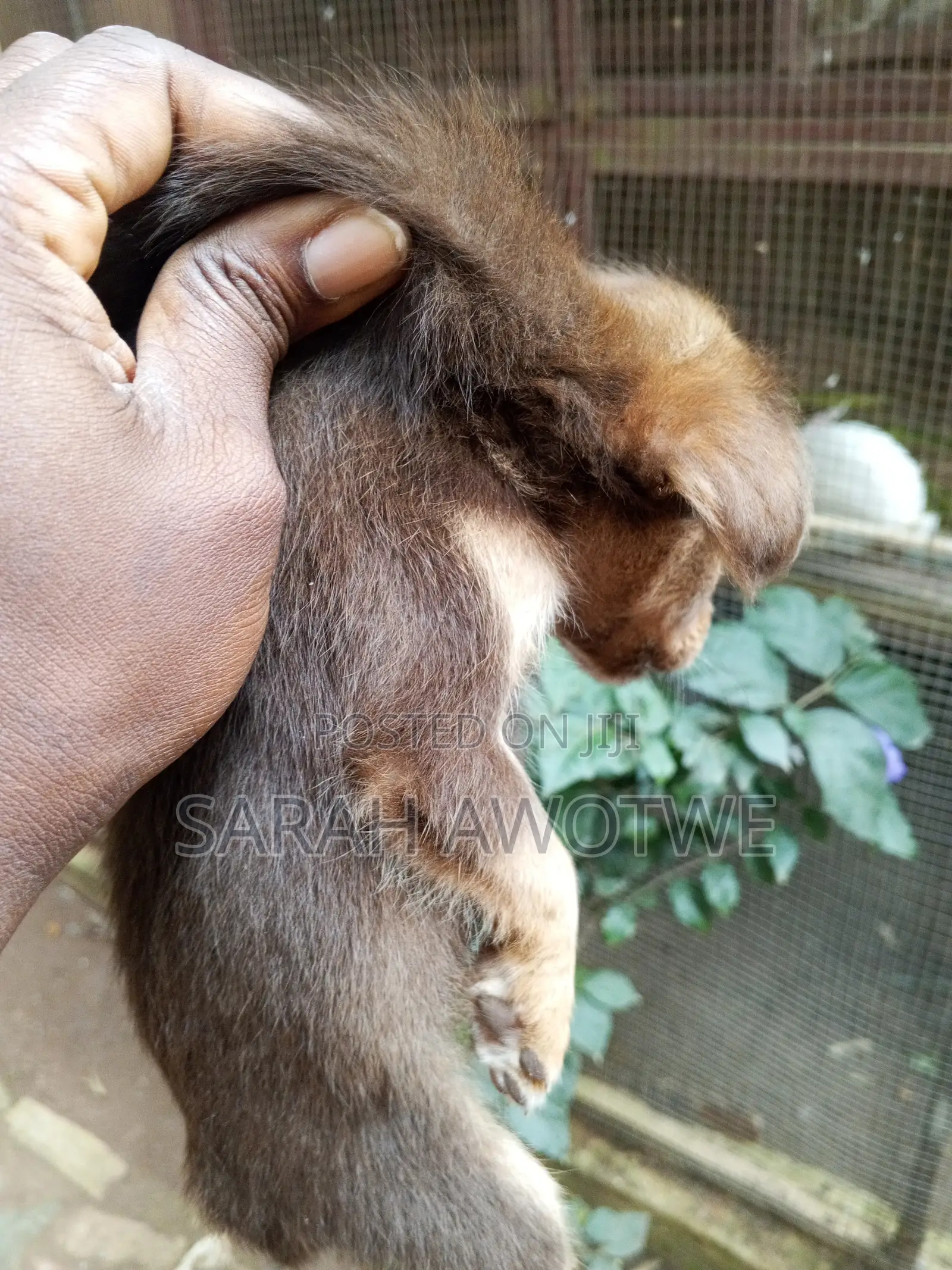 1-3 months Female Purebred Mongrel (No Breed)