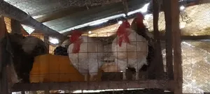 Dressed Cock