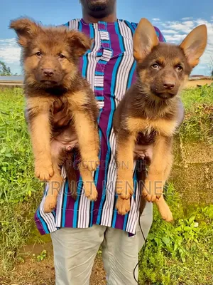 1-3 months Male Purebred German Shepherd
