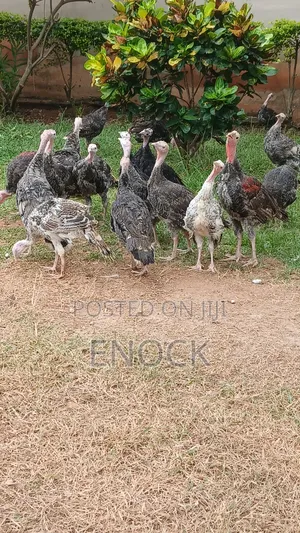 Enoda Farms