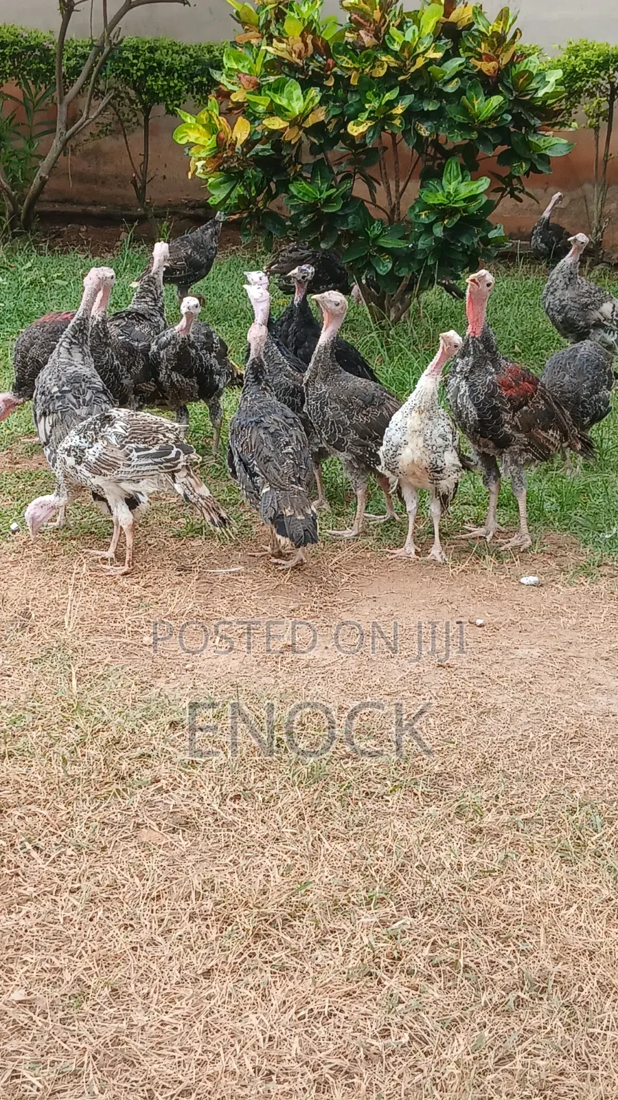 Enoda Farms