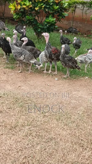 Enoda Farms