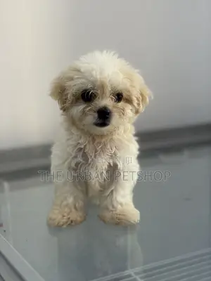 1-3 months Female Purebred Poodle