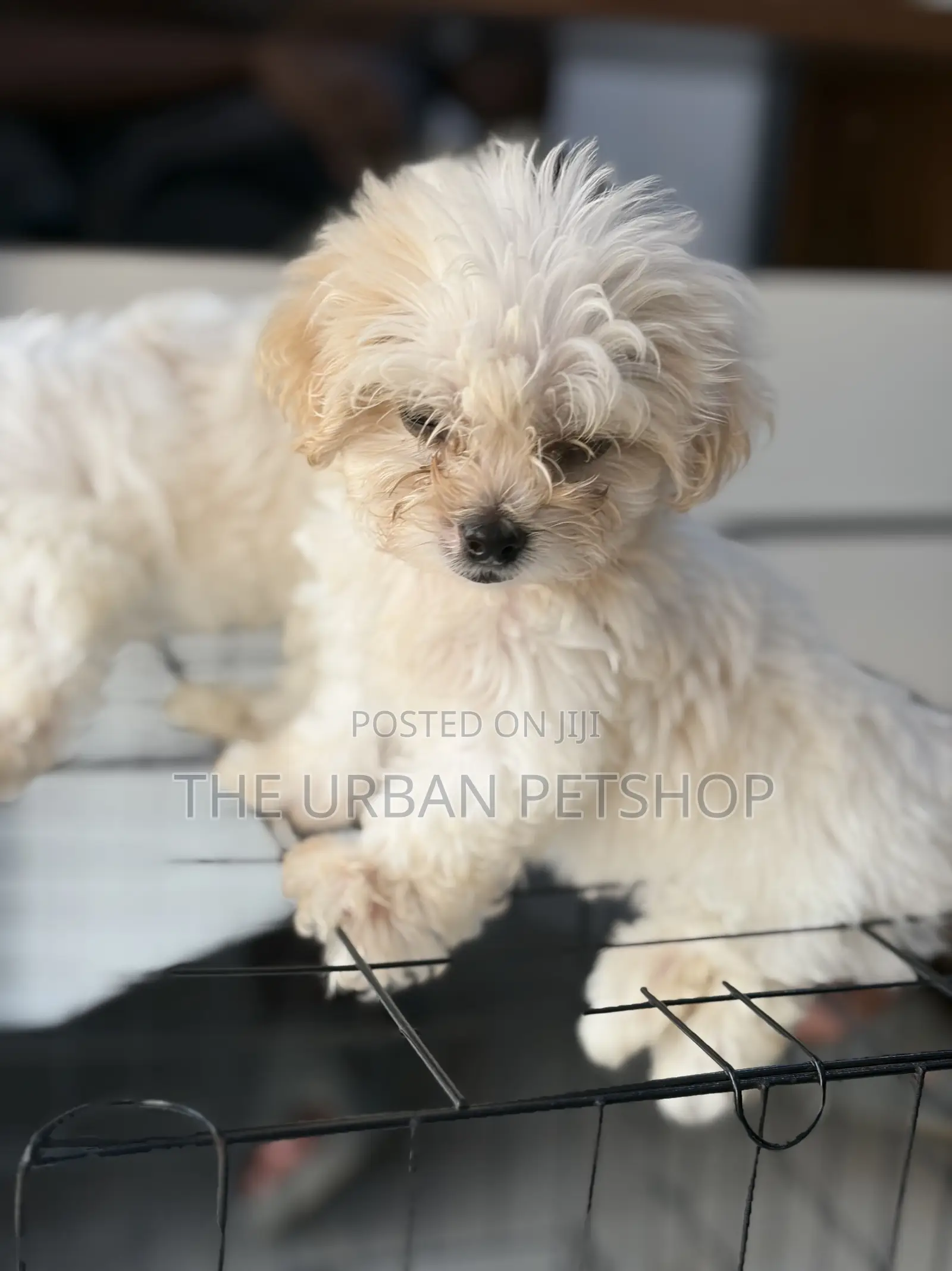 1-3 months Female Purebred Poodle
