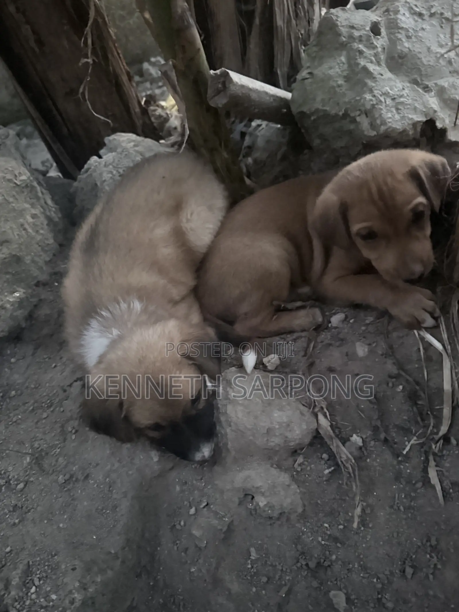 1-3 months Male Mixed Breed Dog