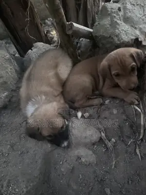 1-3 months Male Mixed Breed Dog
