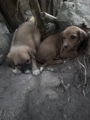 1-3 months Male Mixed Breed Dog
