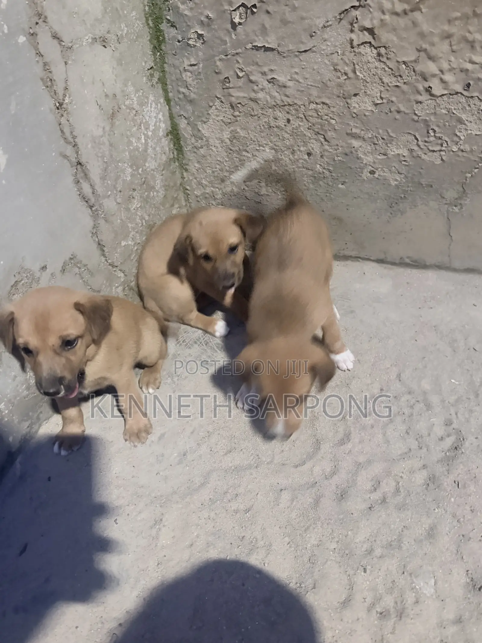 1-3 months Male Mixed Breed Dog
