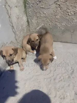 1-3 months Male Mixed Breed Dog