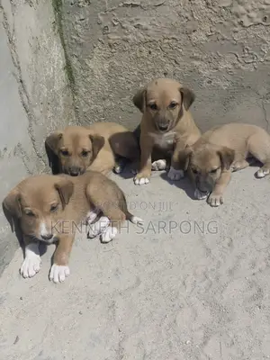 1-3 months Male Mixed Breed Dog