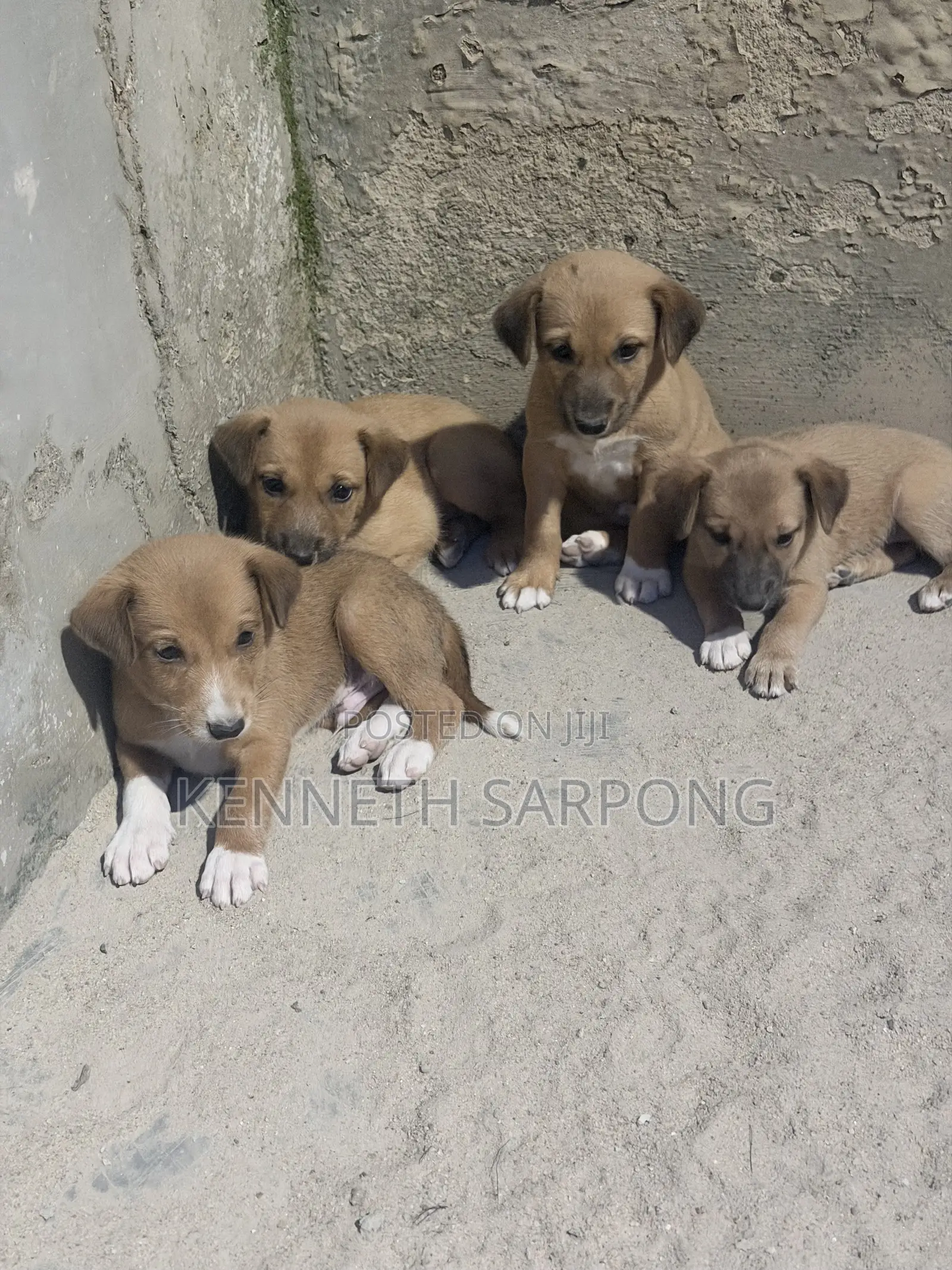 1-3 months Male Mixed Breed Dog