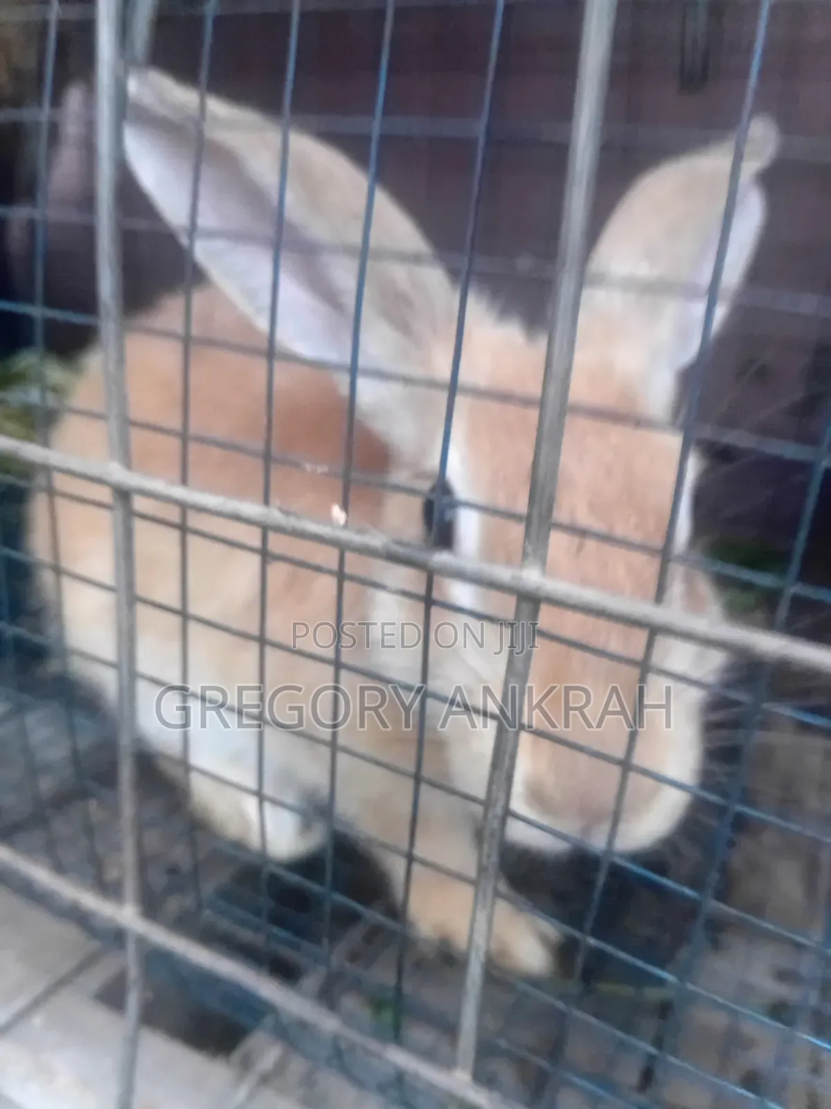 Rabbit Brown Male