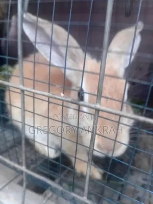 Rabbit Brown Male