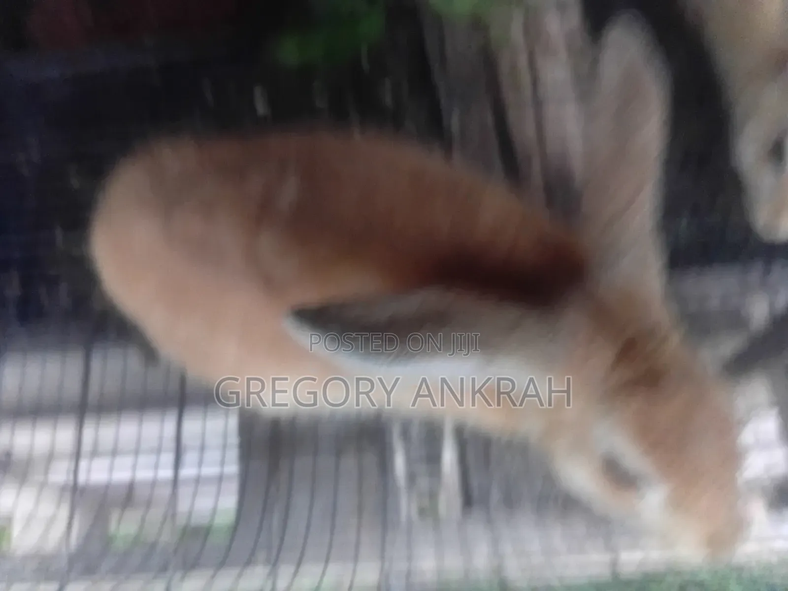Rabbit Brown Male