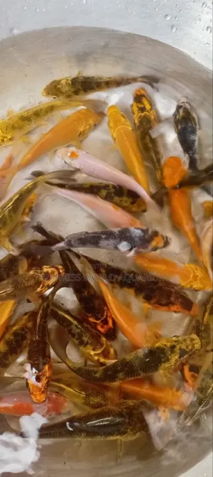 Aquarium Fishes