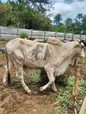 Healthy Cows