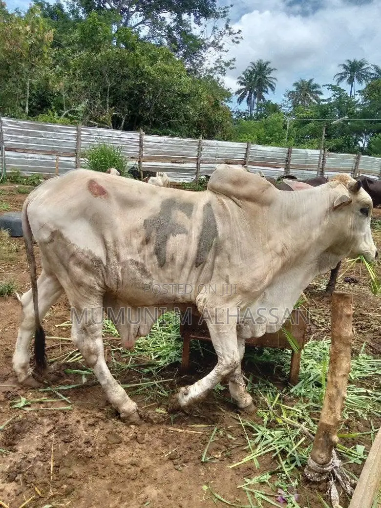 Healthy Cows