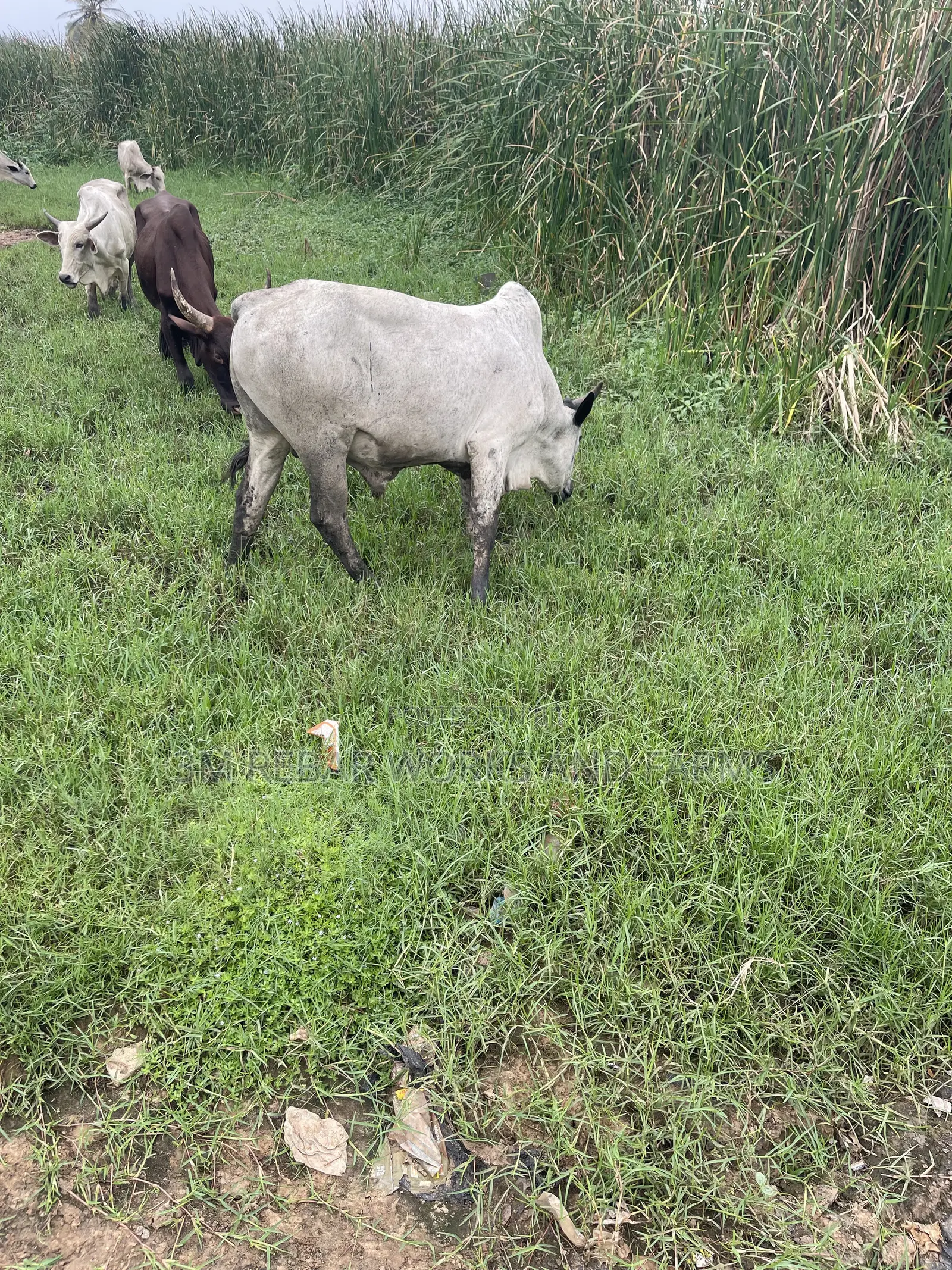 Cattle for Sale