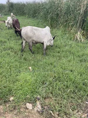 Cattle for Sale