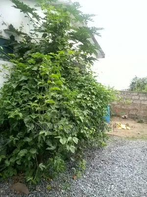 Half Plot for Sale Amasaman, Obeyeyie