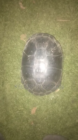 African Hingeback Pet