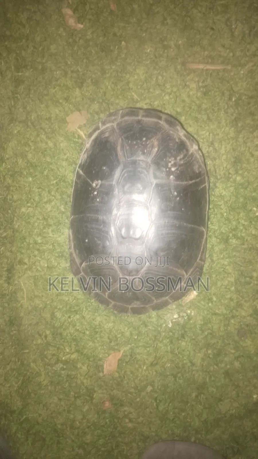 African Hingeback Pet