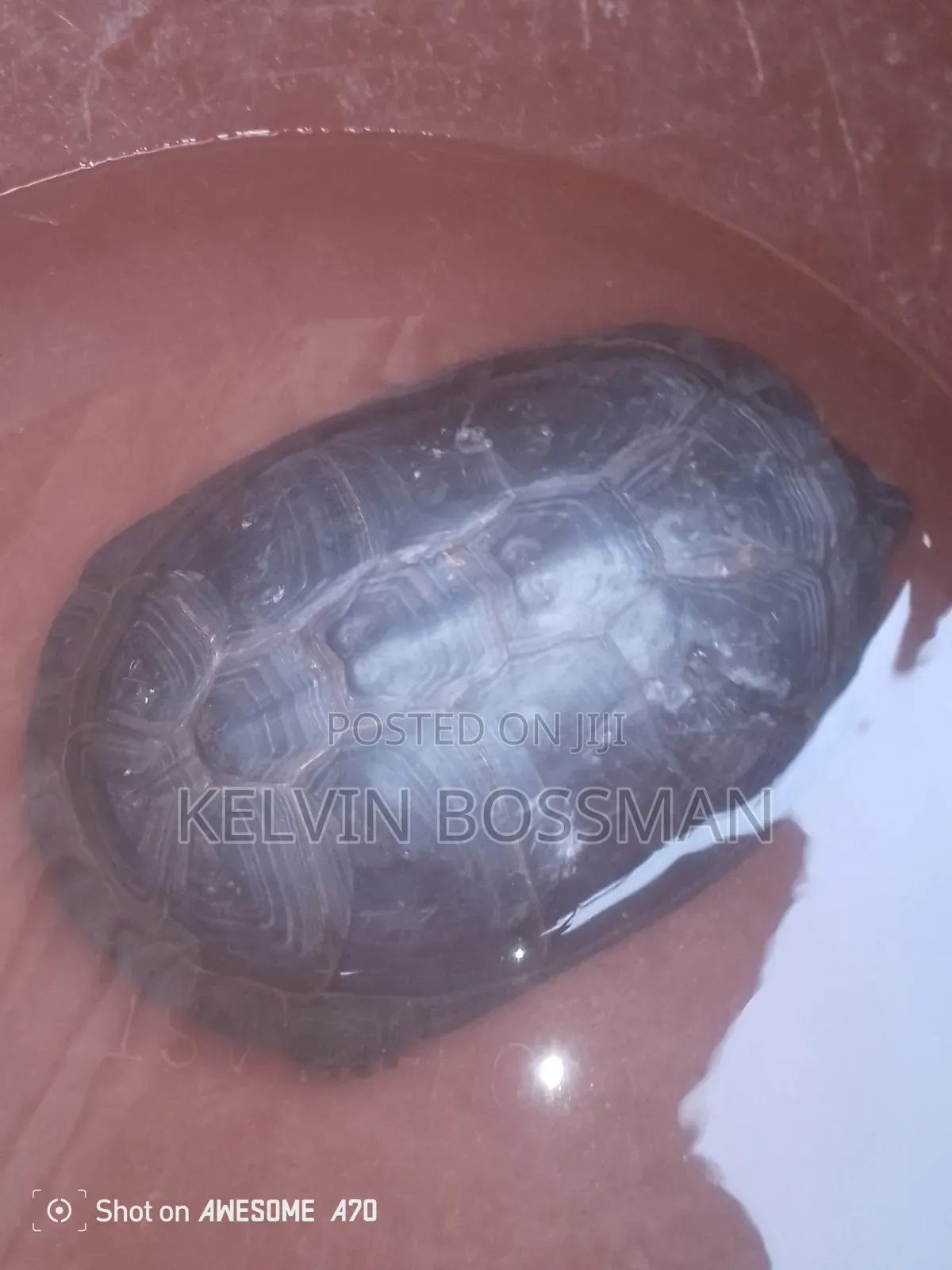 African Hingeback Pet