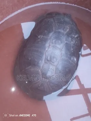 African Hingeback Pet