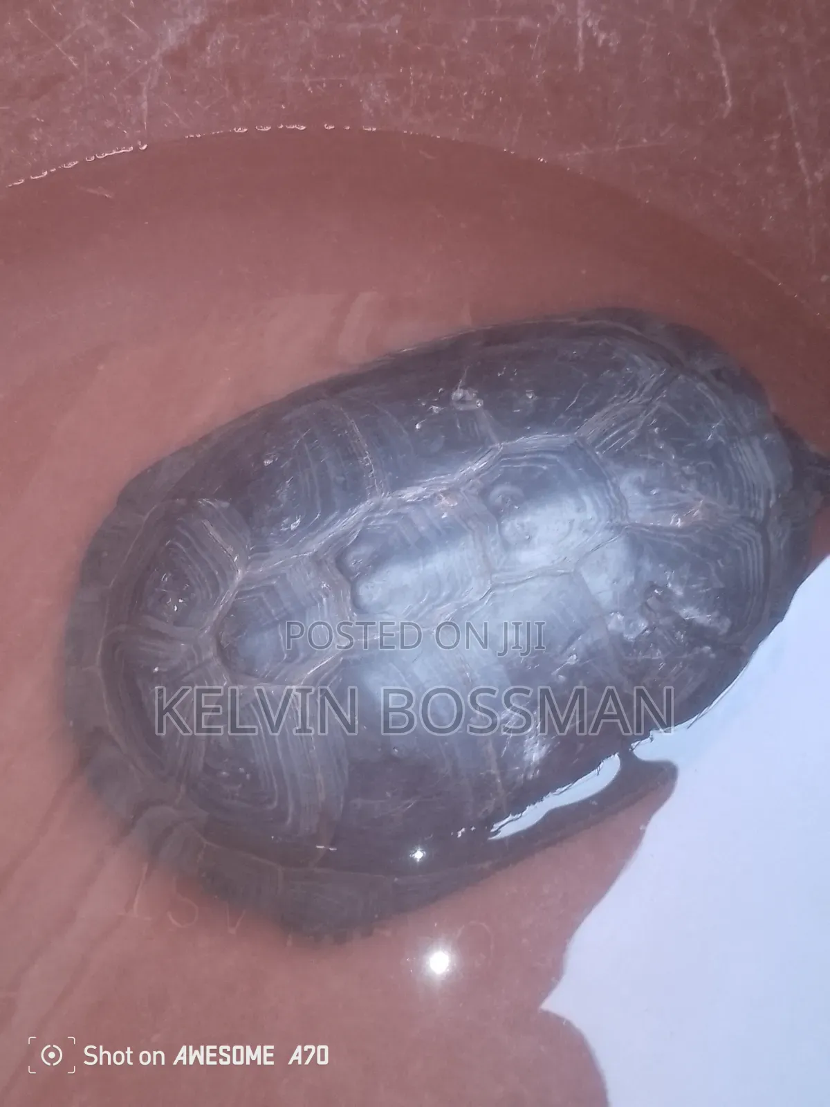 African Hingeback Pet