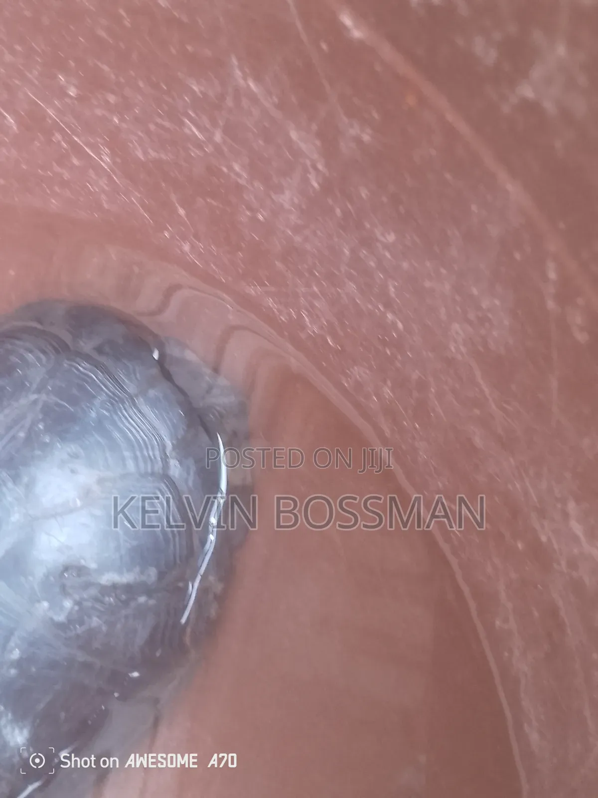 African Hingeback Pet