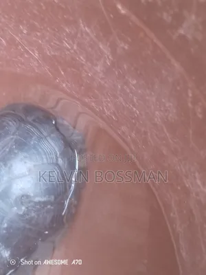 African Hingeback Pet
