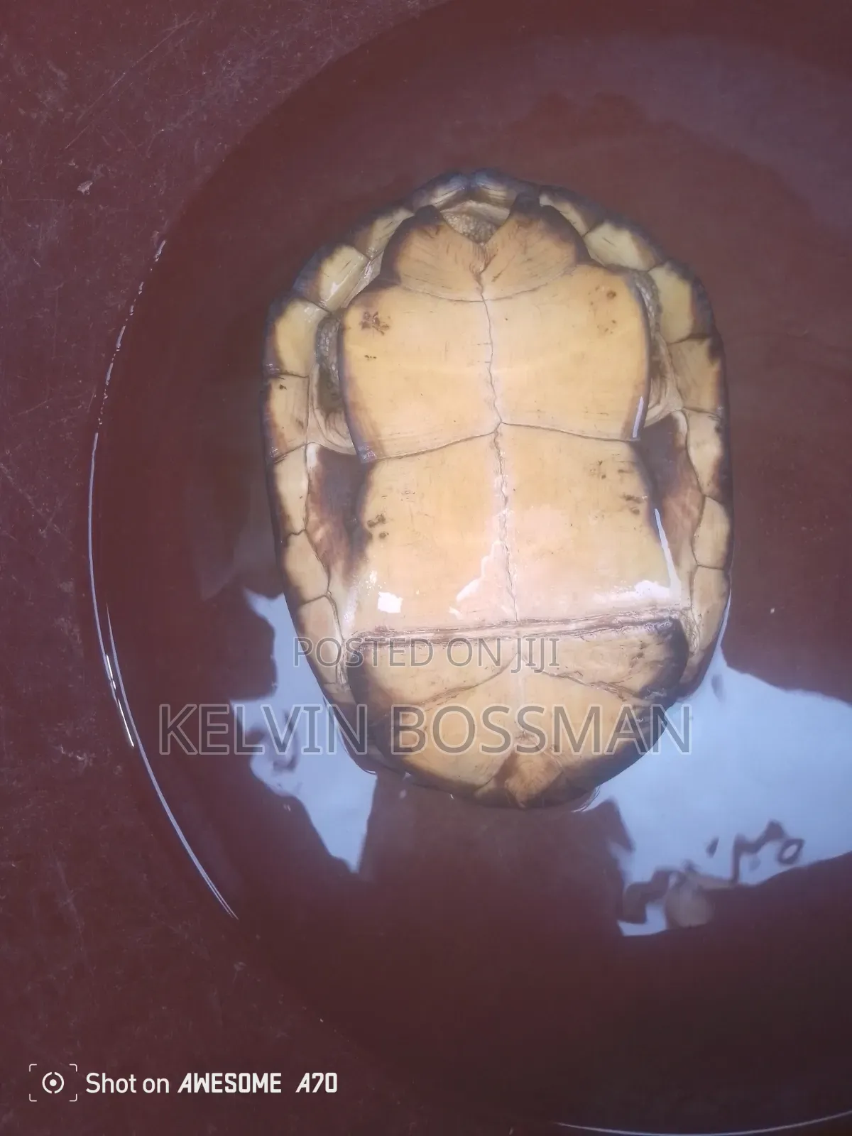 African Hingeback Pet