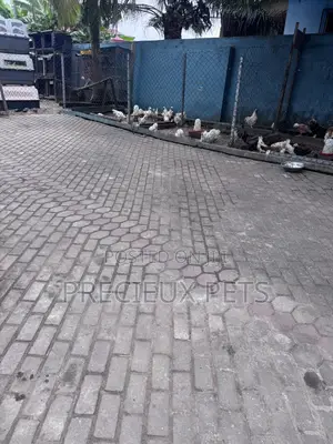 Cleaner Needed