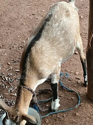 Goat Is for Sale