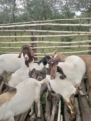 Goat Is for Sale