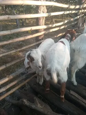 Goat Is for Sale