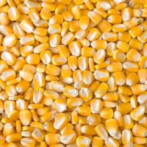 Yellow Maize