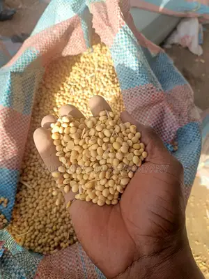 Soaybeans Non GMO