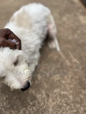 1+ year Female Purebred Poodle