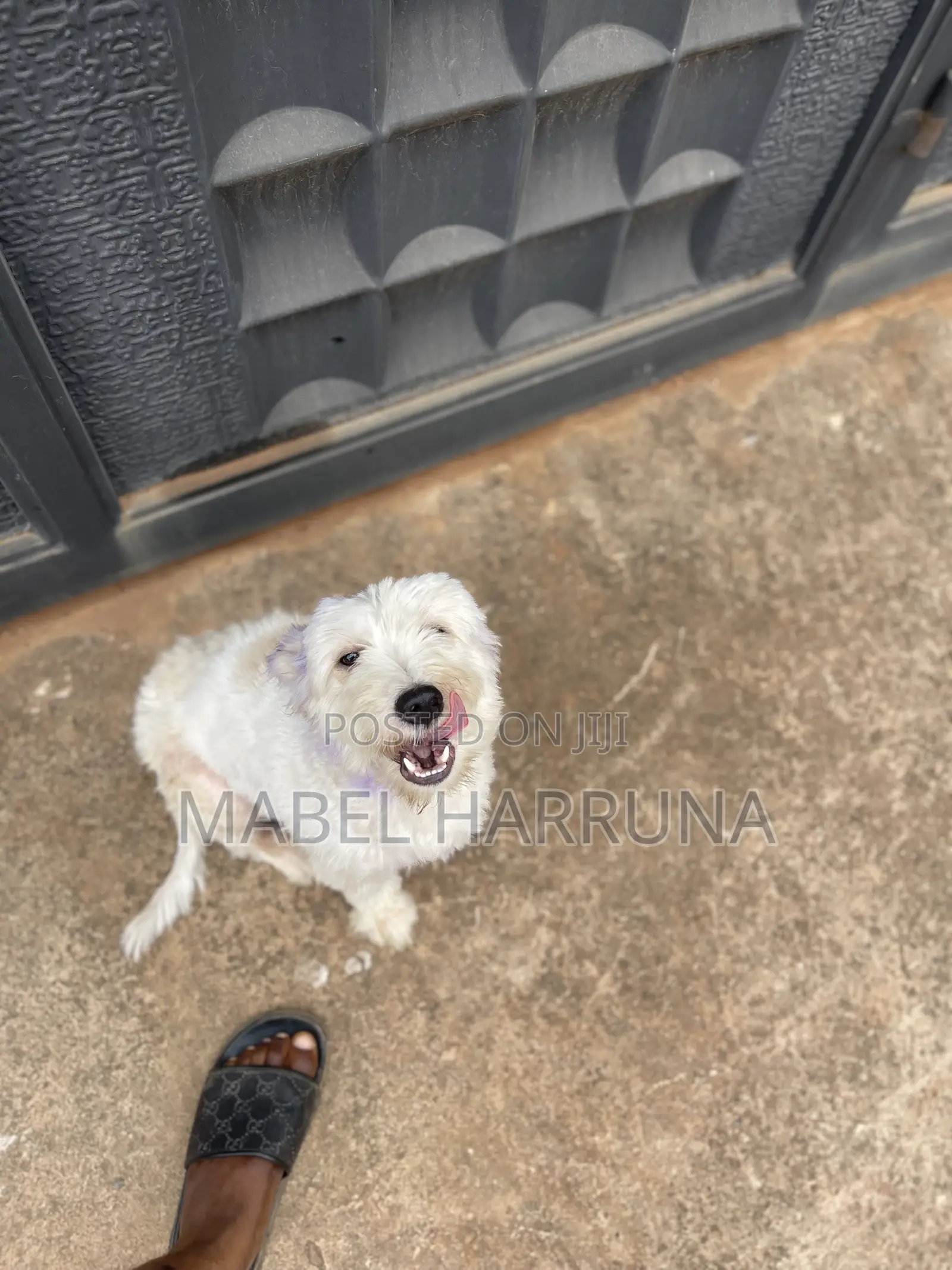 1+ year Female Purebred Poodle