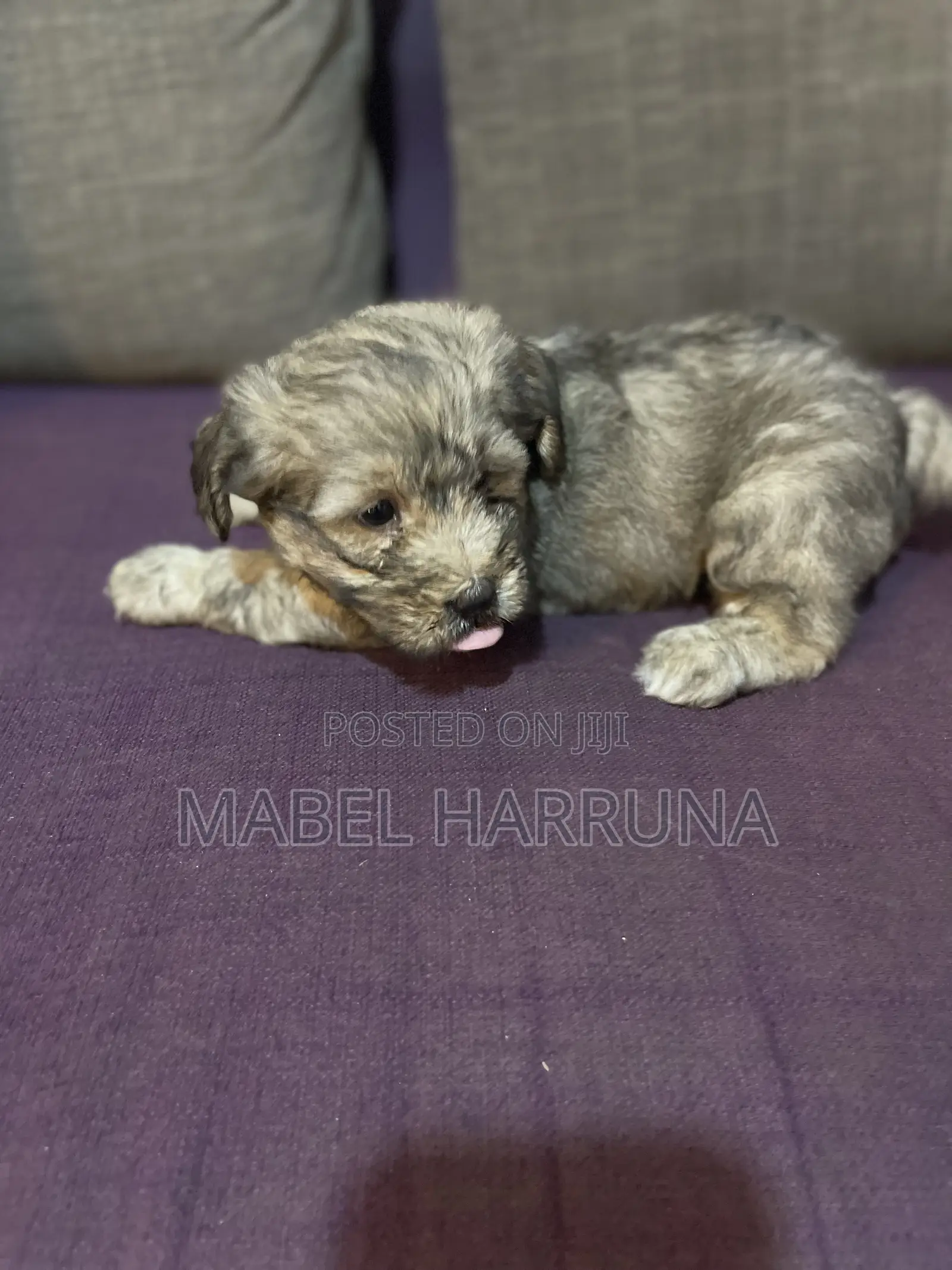 1+ year Female Purebred Poodle