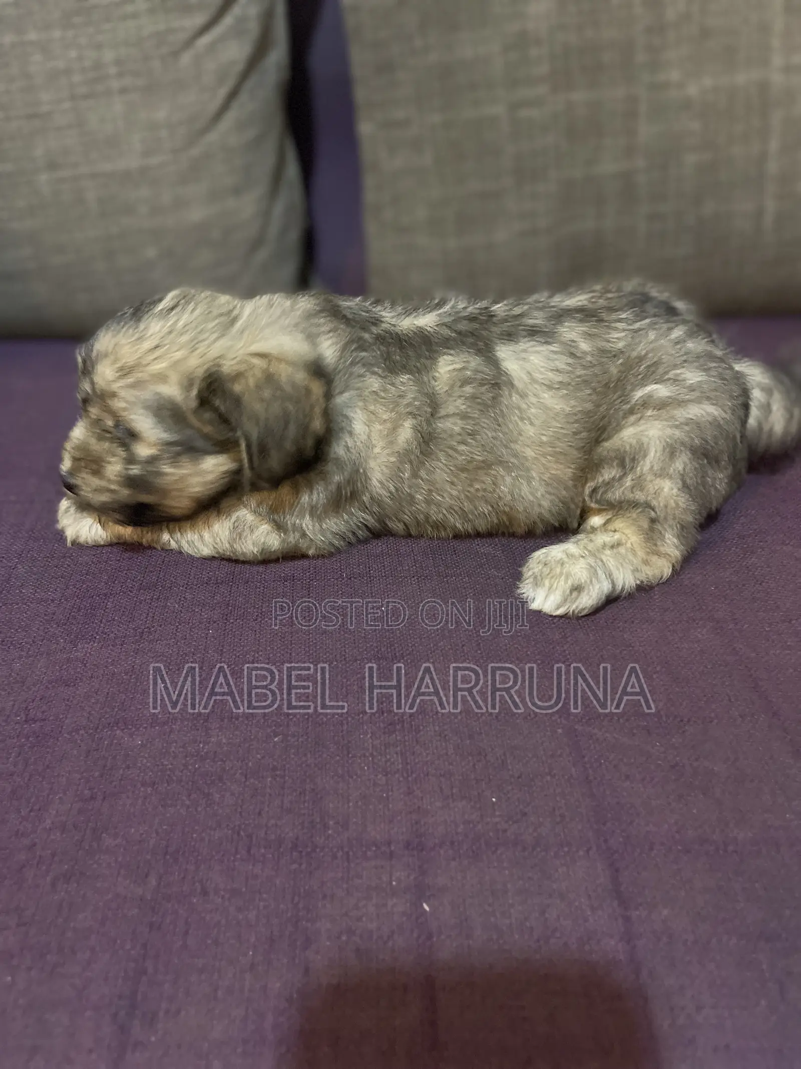1+ year Female Purebred Poodle