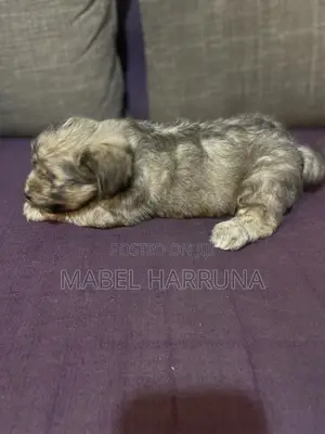 1+ year Female Purebred Poodle