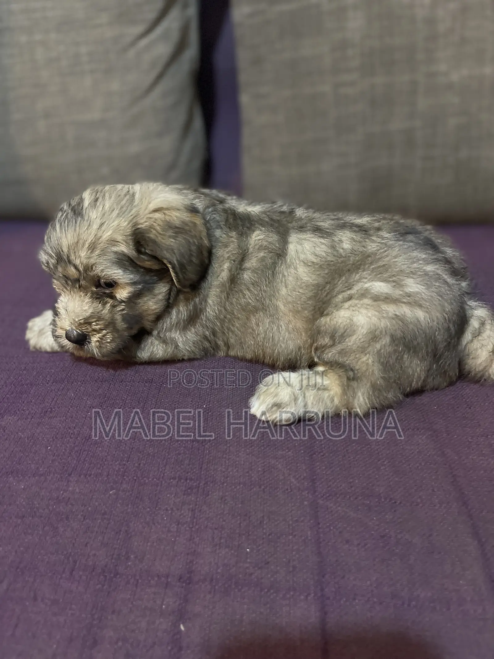 1+ year Female Purebred Poodle
