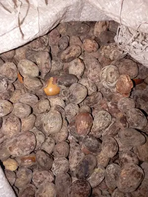 Dried Sheanuts