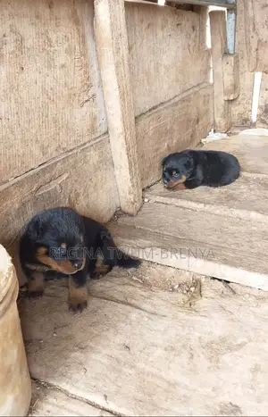 0-1 month Female Purebred Rottweiler