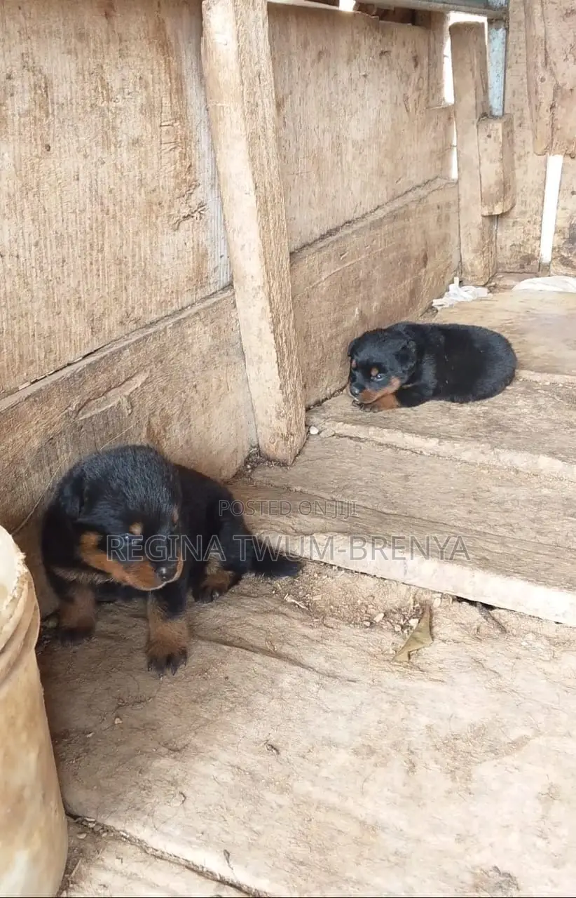 0-1 month Female Purebred Rottweiler